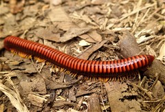 Aphistogoniulus sakalava