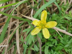 Ranunculus ternatus