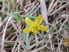 Ranunculus ternatus