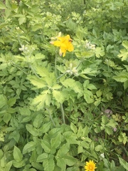 Chelidonium majus