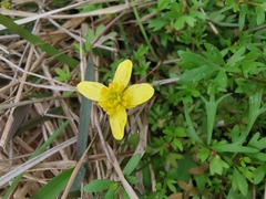 Ranunculus ternatus