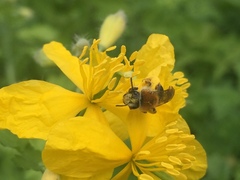 Andrena haemorrhoa