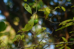 Tabernaemontana glabra