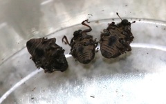 Rhinoncus leucostigma