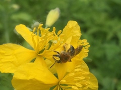 Andrena haemorrhoa
