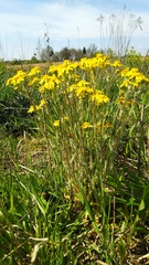 Senecio vernalis