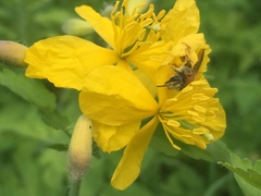 Andrena haemorrhoa
