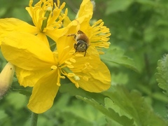 Andrena haemorrhoa
