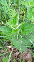 Urtica dioica dioica