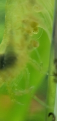 Neocaridina denticulata