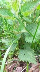 Urtica dioica dioica