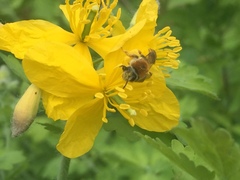 Andrena haemorrhoa