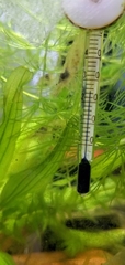 Neocaridina denticulata