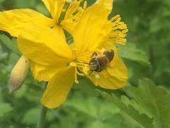 Andrena haemorrhoa