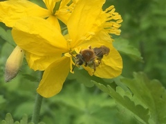 Andrena haemorrhoa