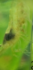 Neocaridina denticulata