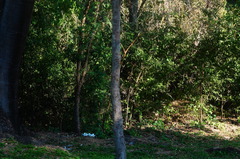 Tabernaemontana glabra