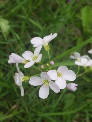 Cardamine pratensis