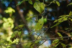Tabernaemontana glabra