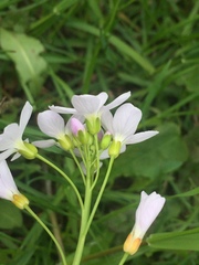 Cardamine pratensis