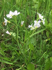 Cardamine pratensis
