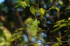 Tabernaemontana glabra