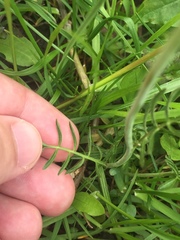 Cardamine pratensis