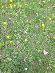 Cardamine pratensis