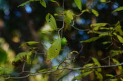 Tabernaemontana glabra