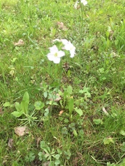 Cardamine