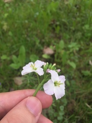 Cardamine