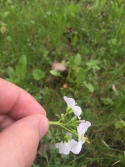 Cardamine