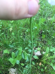 Cardamine