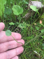 Cardamine