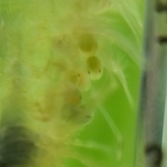 Neocaridina denticulata