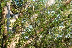 Tabernaemontana glabra