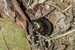 Pachycoris klugii