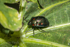 Pachycoris klugii