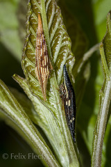 Polyglypta