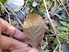 Rossmanomyces pyrolae