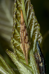 Polyglypta