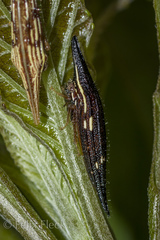 Polyglypta