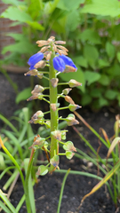 Muscari comosum