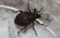 Rhinoncus leucostigma