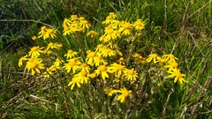 Senecio vernalis