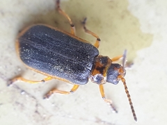 Galerucella nymphaeae