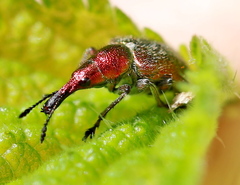 Rhynchites auratus