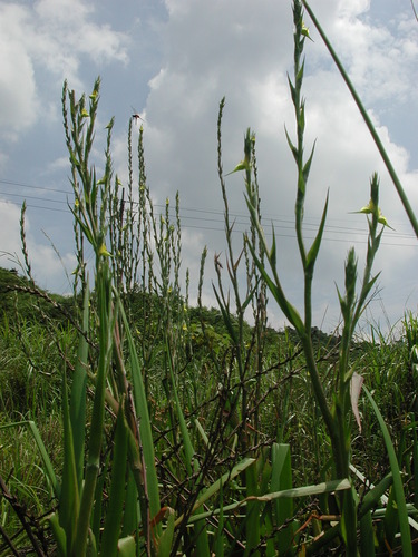 Philydrum lanuginosum iNat (2)