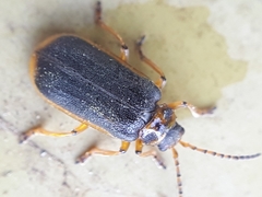 Galerucella nymphaeae