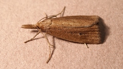 Chilo phragmitella